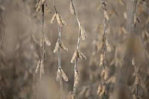 日媒：大豆價格快速上漲 創16個月來新高